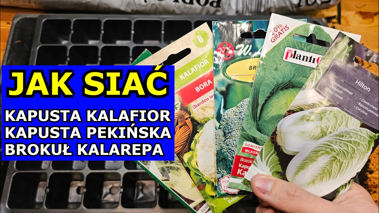 Siewy Kapusty, Kalarepy, Kalafiora, Kapusty pekińskiej, Brokuła - Najlepszy Sposób. Jak siać, Uprawa