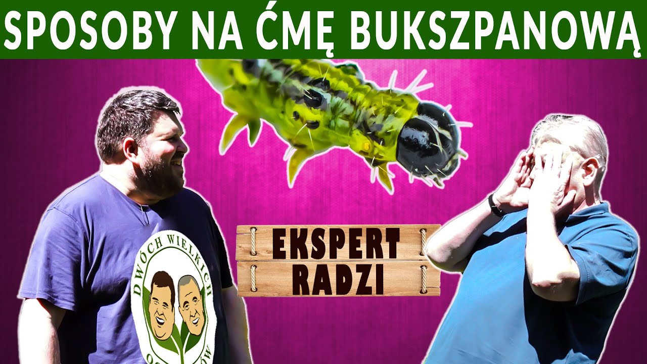 Ekspert radzi, jak skutecznie zwalczać ćmę bukszpanową