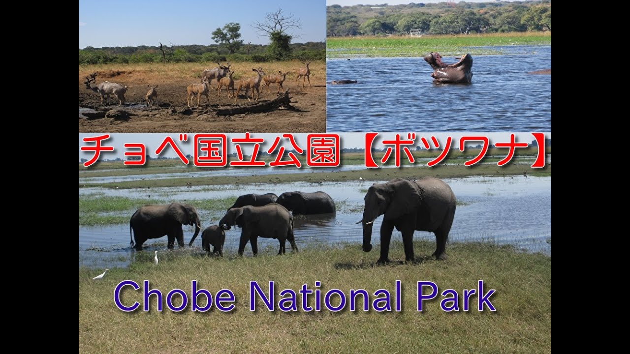 アフリカ旅行　ボツワナでサファリ　チョベ国立公園