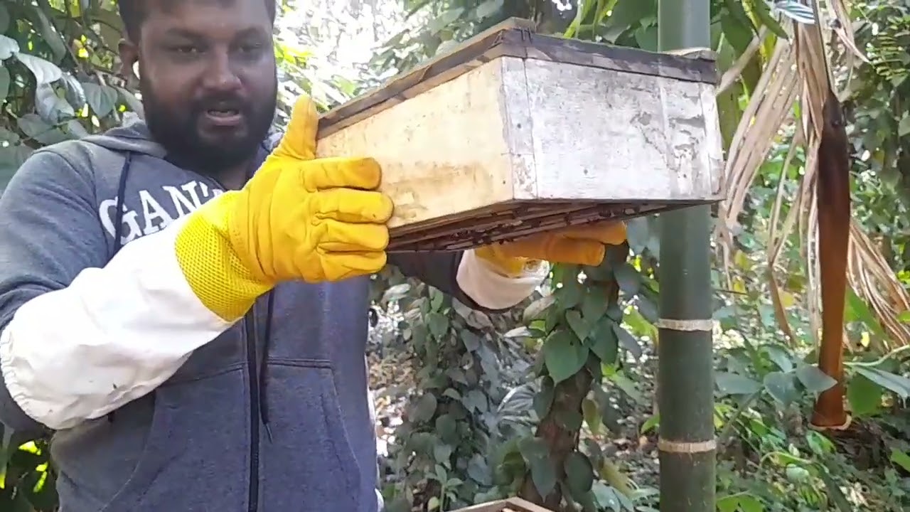 මී මැසි පාලනය|මී පැණි|මී මැසි පෙට්ටි