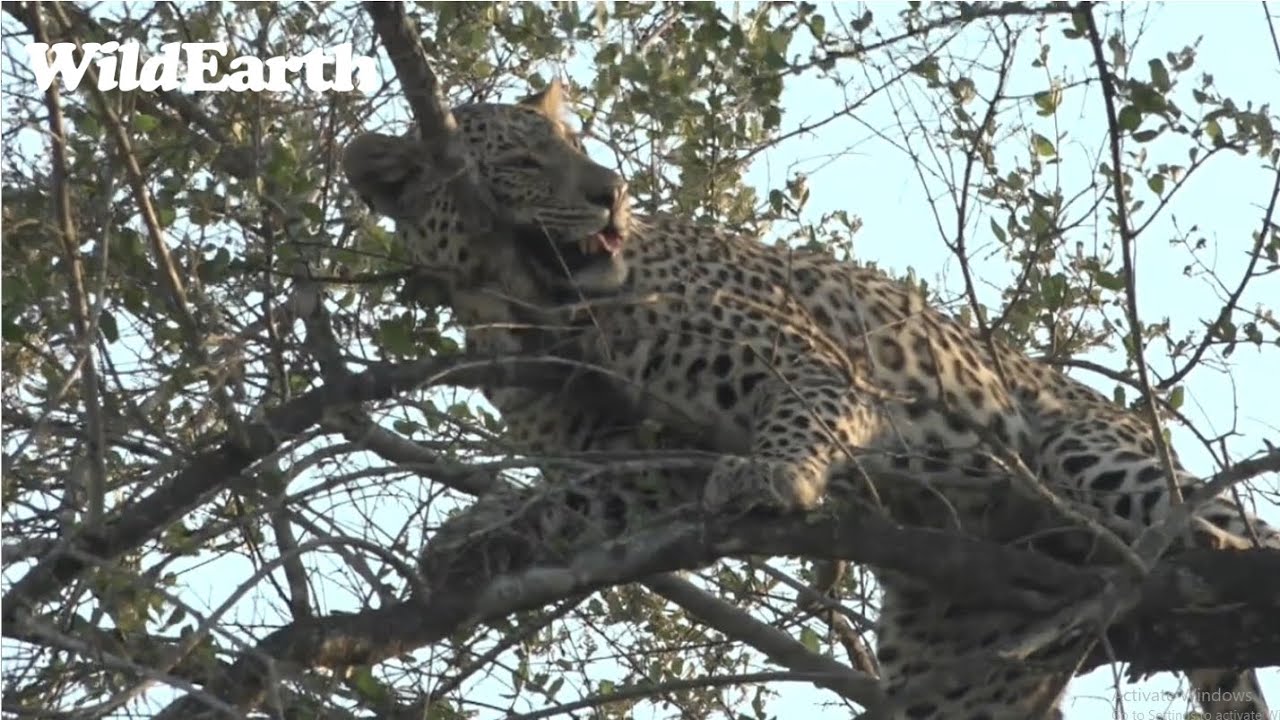 Maribye Encounters Djuma Clan and Cubs