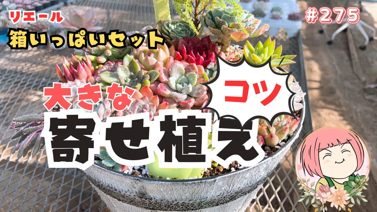 名無し多肉を味方につけろ！丈夫で使いやすい多肉で大鉢寄せ植えを華やかに仕上げるコツ【多肉植物】275