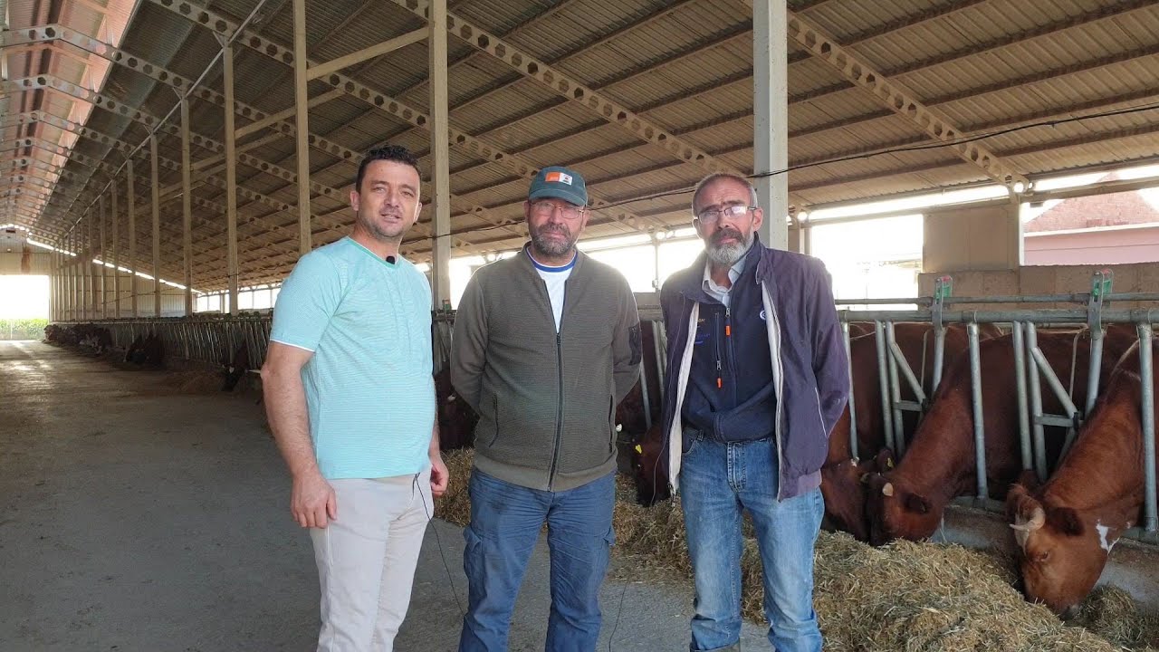 Danimarka Kırmızısı Sığır Yetiştiriciliği