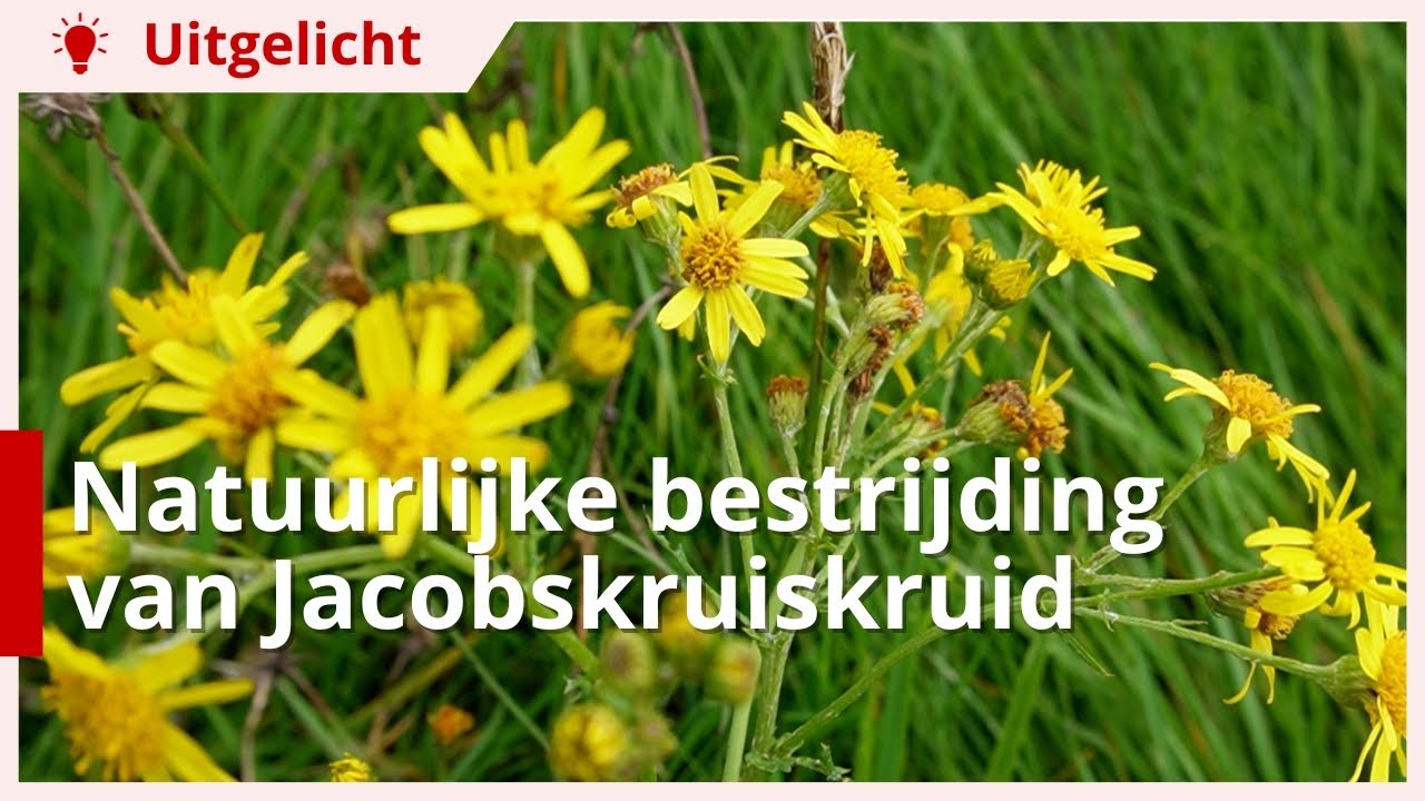 Uitgelicht | Natuurlijke bestrijding van Jacobskruiskruid