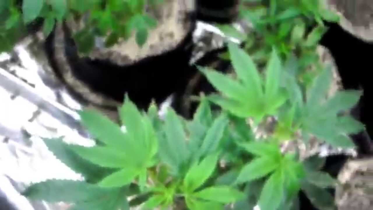 Veg Room