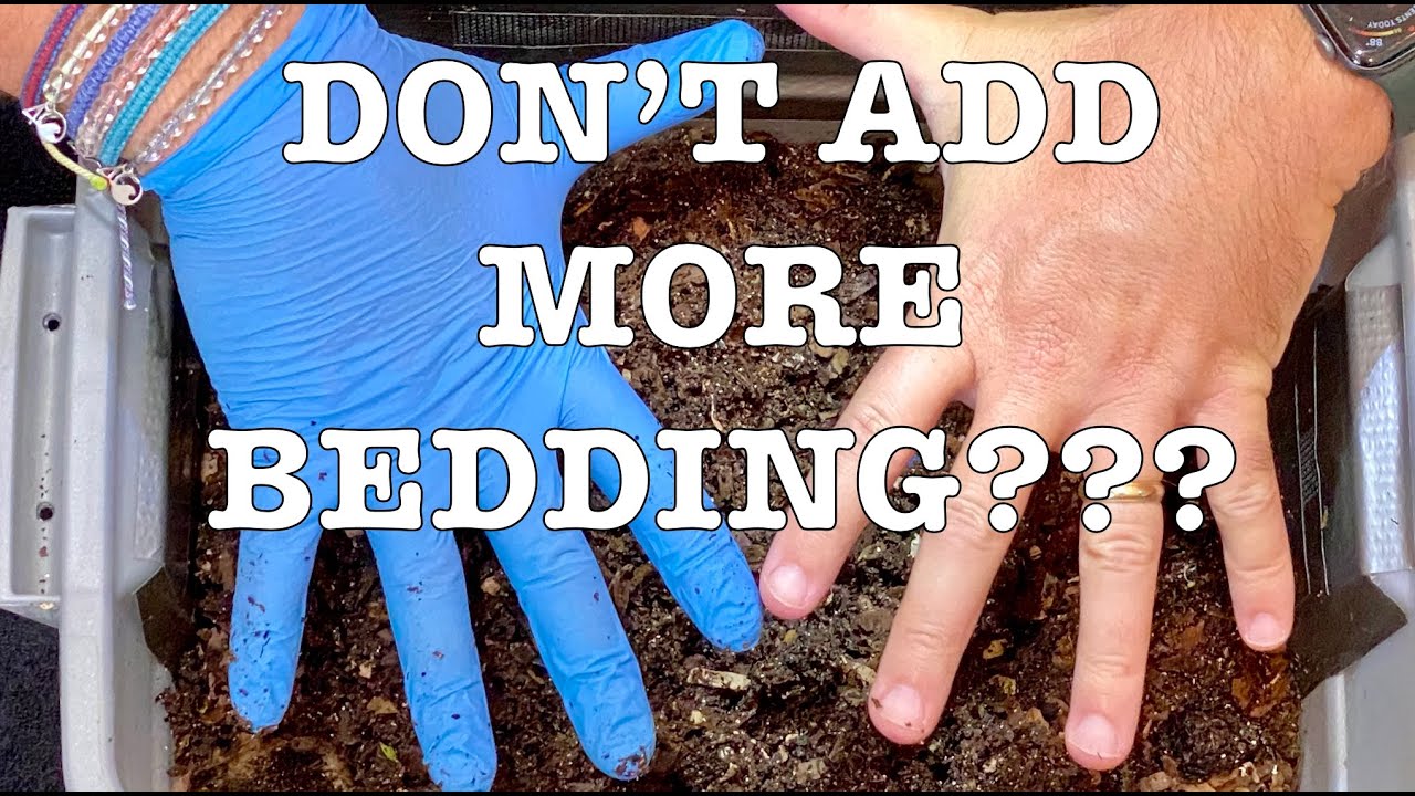 No Worm Bin Bedding? No Problem...ONLY If The Worm Bin Is This Far Along! Tiny Worm Bin Vermicompost