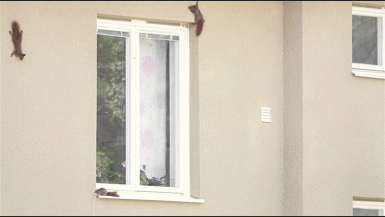 Squirrels climbing the wall