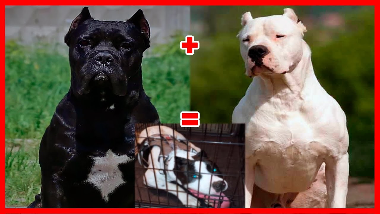08 mezclas MONSTRUOSAS de CANE CORSO que DEBES CONOCER