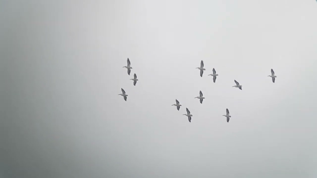 13 American White Pelicans flying over Williamsport, PA