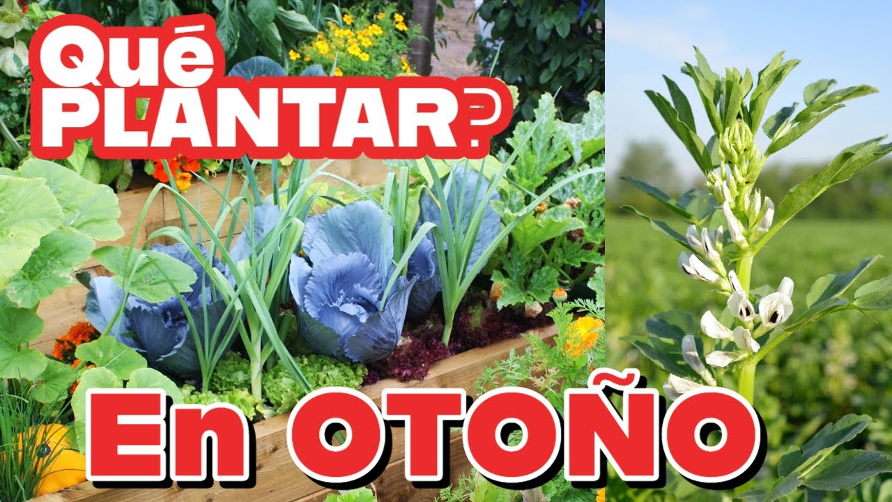 Cultivos de Oto&ntilde;o en el huerto urbano. Ideas para la huerta