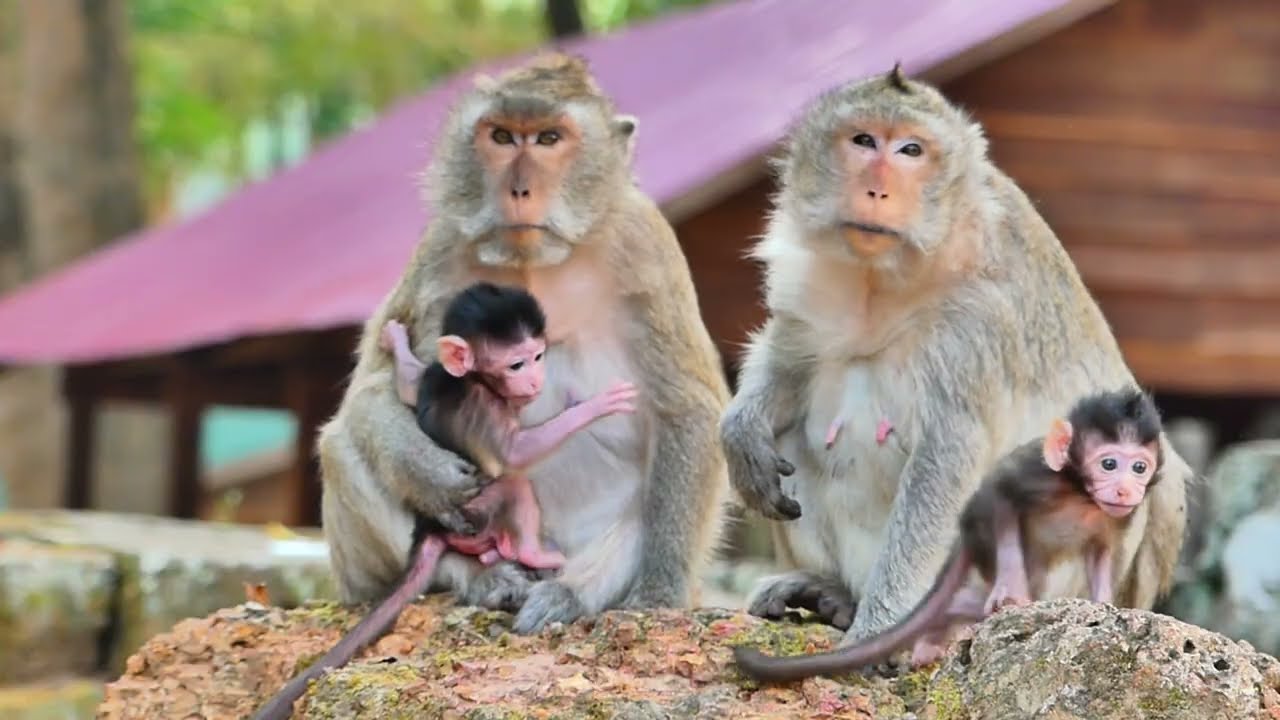 All Mom to show of each baby, Blacky  hold on laterite