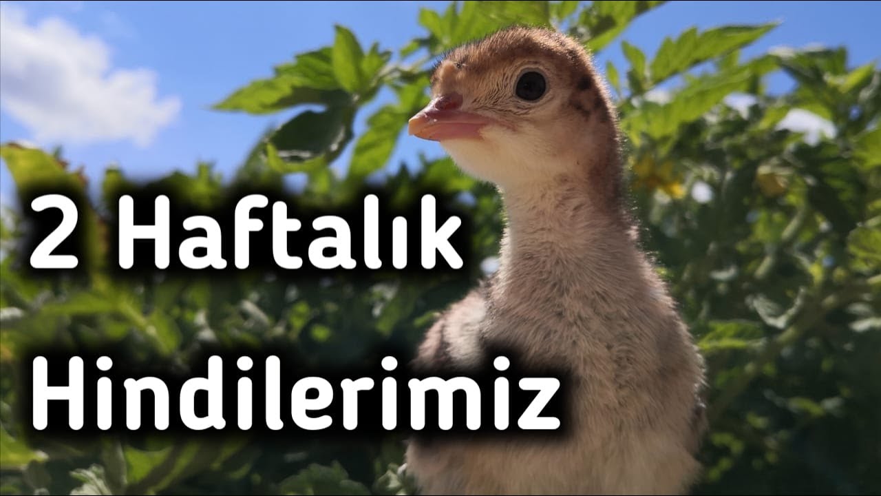 Hindi Yavrusu Bakımı - 2 Haftalık Hindilerimiz