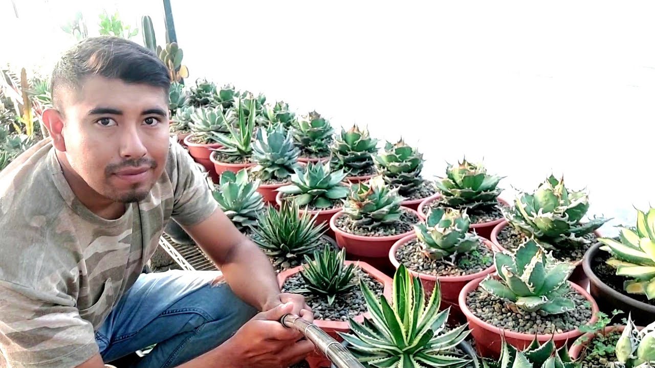 Mi colección de agaves exóticos. Agaves cultivados en Macetas