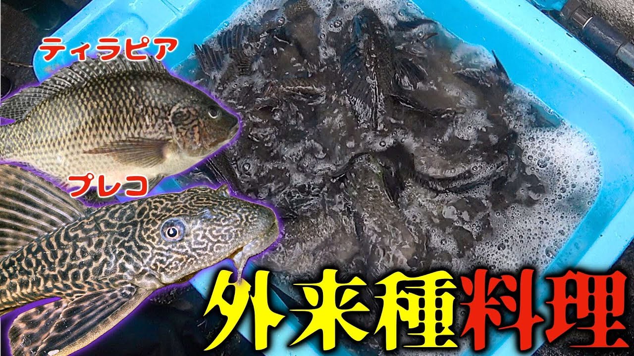 鎧を纏った外来魚『プレコ』を調理して食べます！