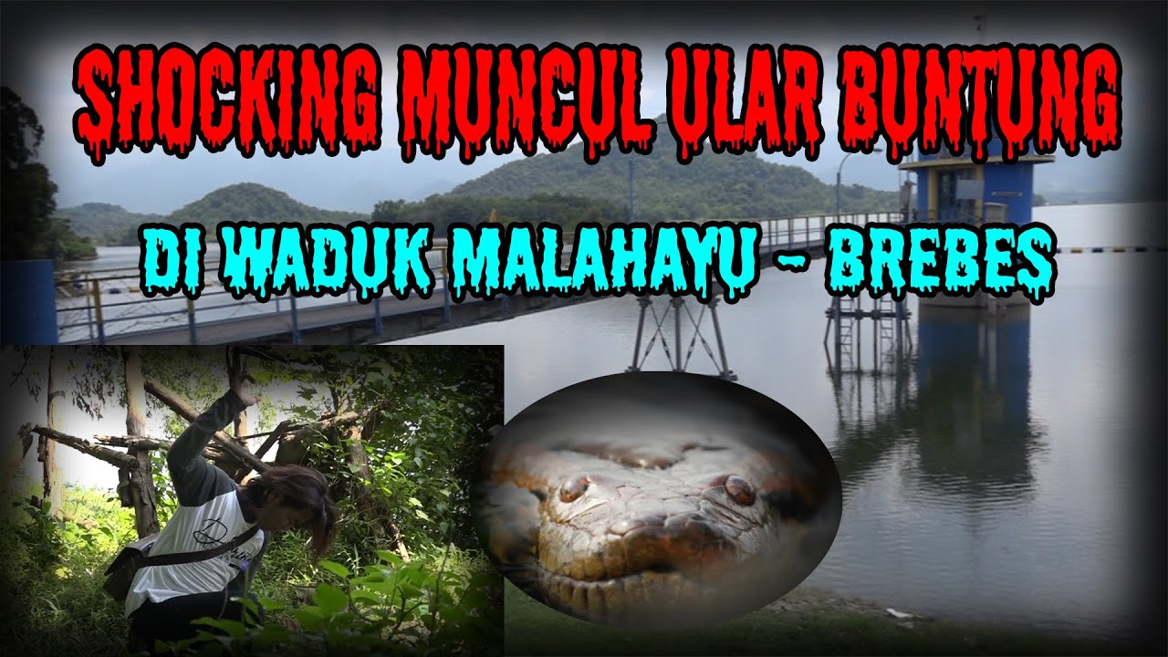MUNCULNYA ULAR BUNTUNG DI WADUK MALAHAYU!!!!! - BREBES