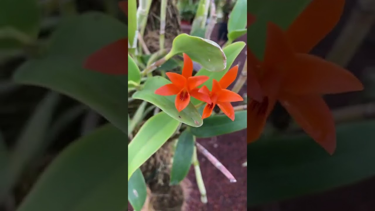 Catleya ( guarianthe) aurantiaca.