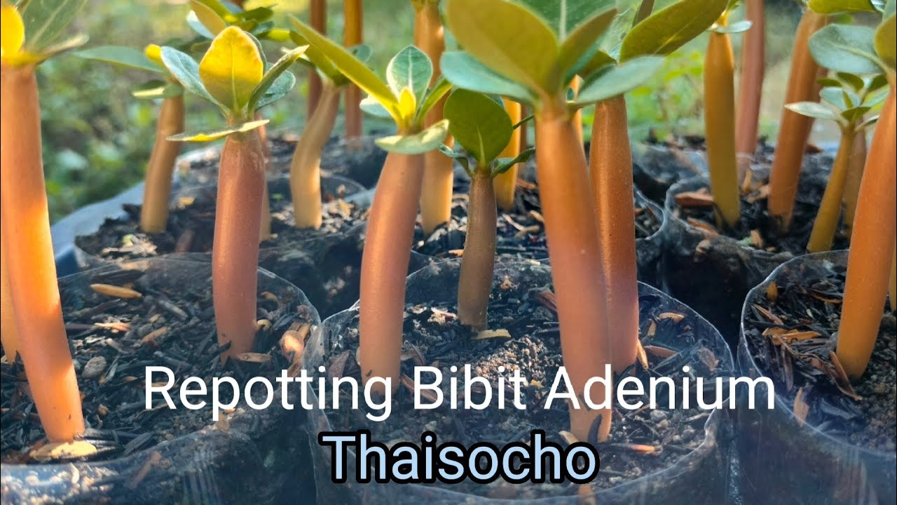 Repotting Bibit Thaisoco dari India,  Media dan Caranya Yang Benar. Repotting Baby Thaisoco.
