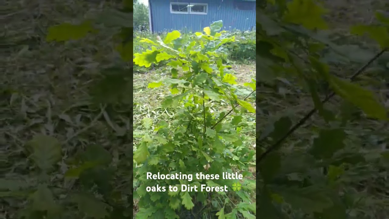 These 2 little oaktrees are moving to Dirt Forest #dirt #ecotoken #weplant #planet