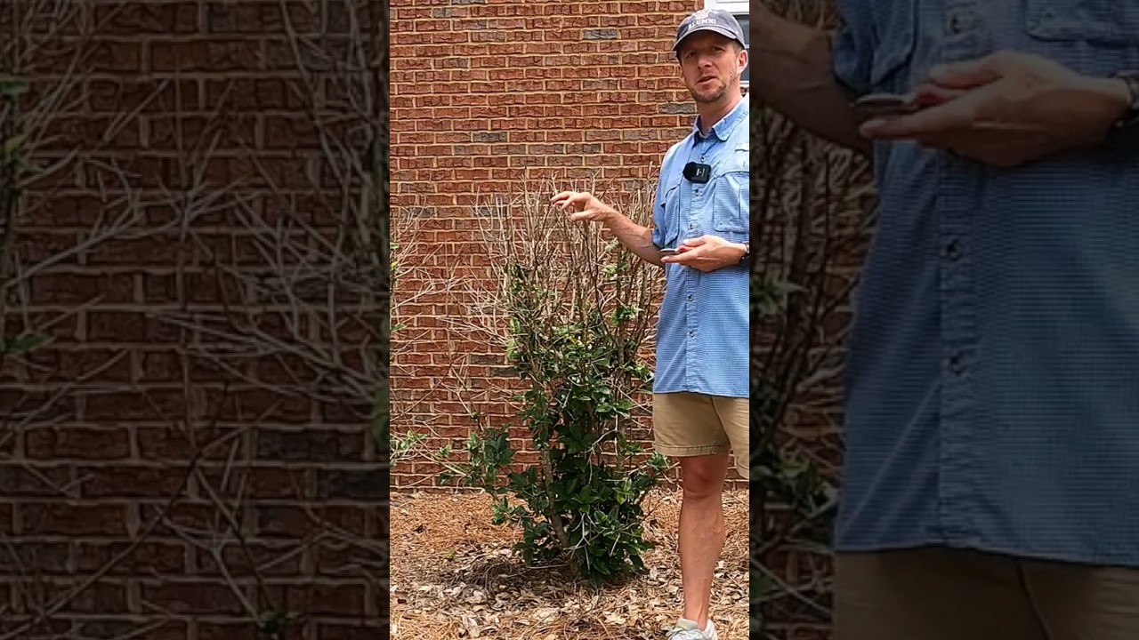 HOW TO RENEWAL PRUNE FLASH FREEZE DAMAGE!