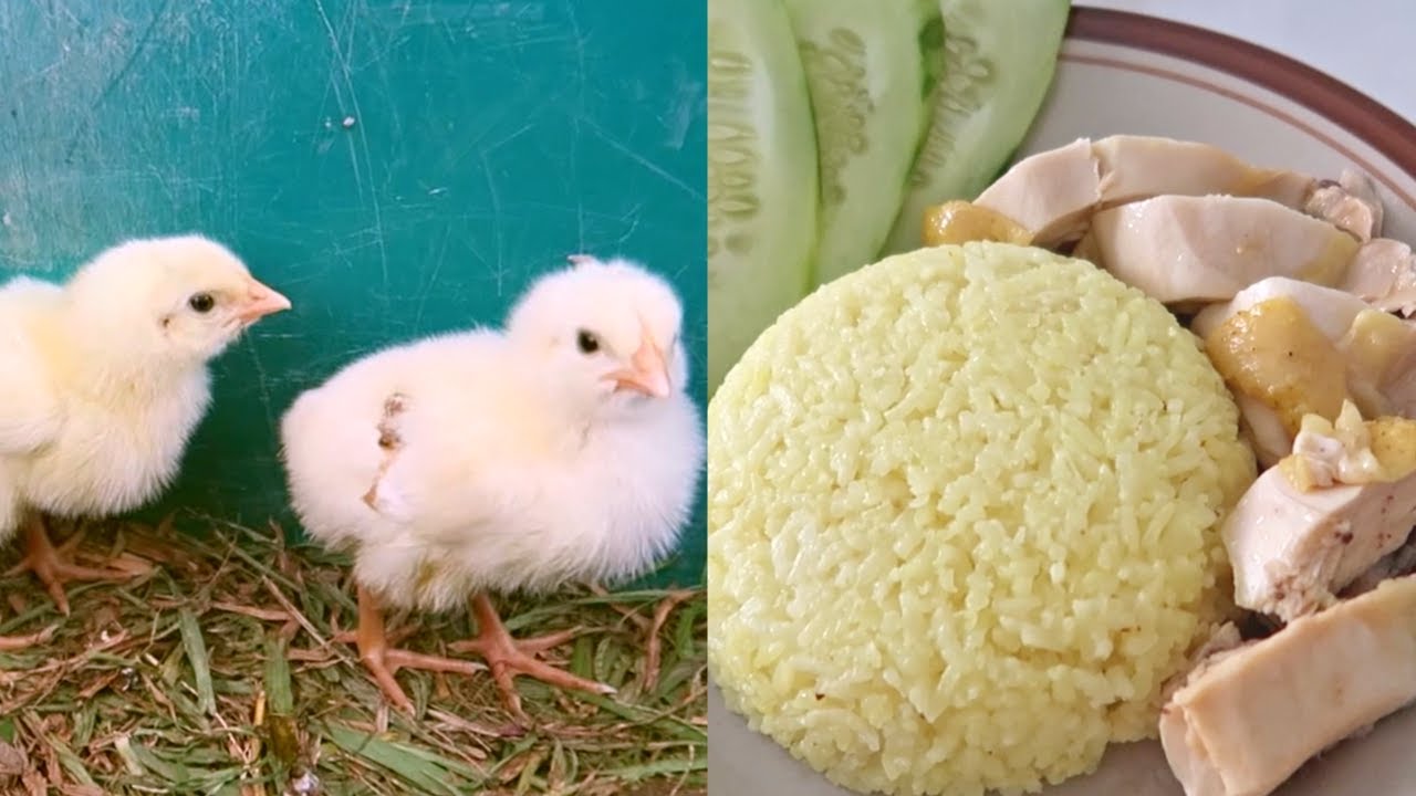 Raising chickens to making chicken rice | Chickens life to plate journey | Garden to Table