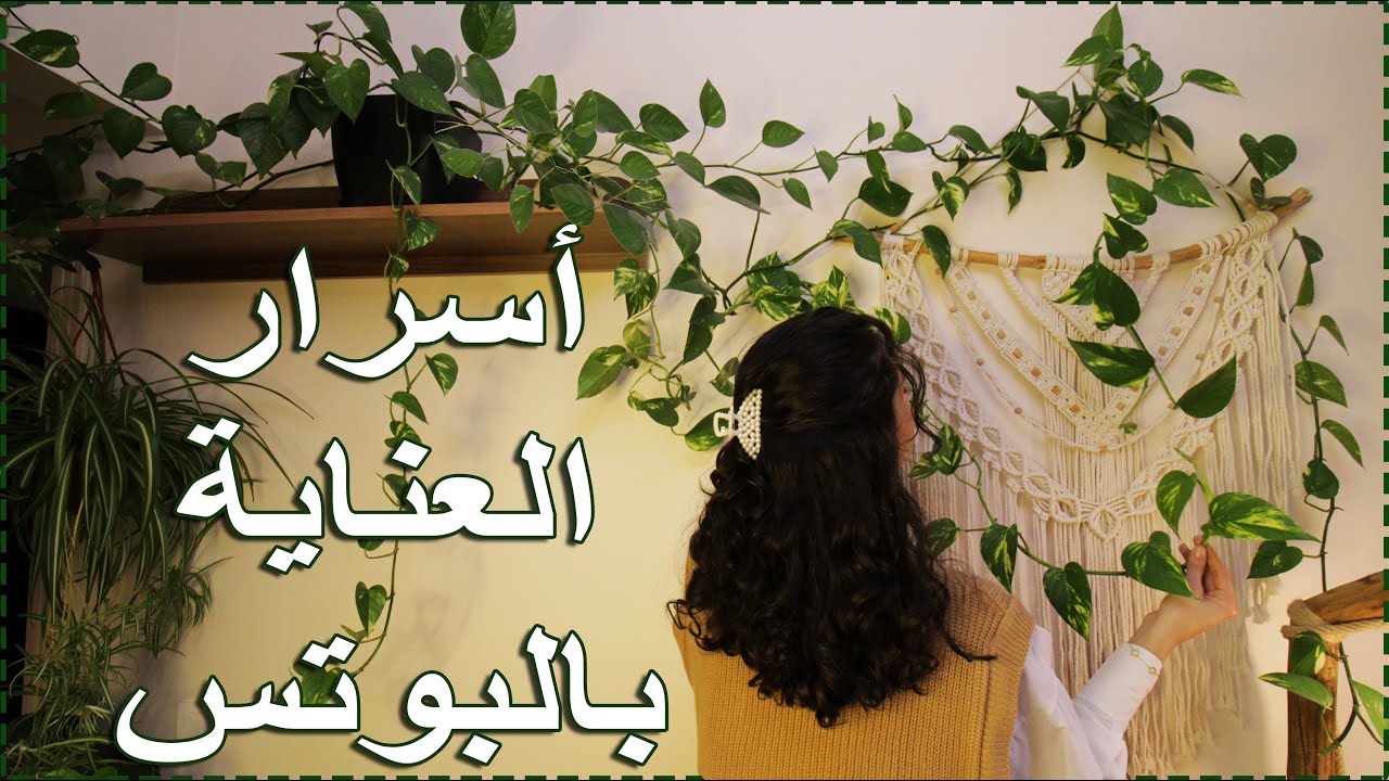 أسرار العناية بقلب عبد الوهاب\ البوتس: كلشي عن العناية فيها والمشاكل التي تصيبها وكيفية علاجها 🌿