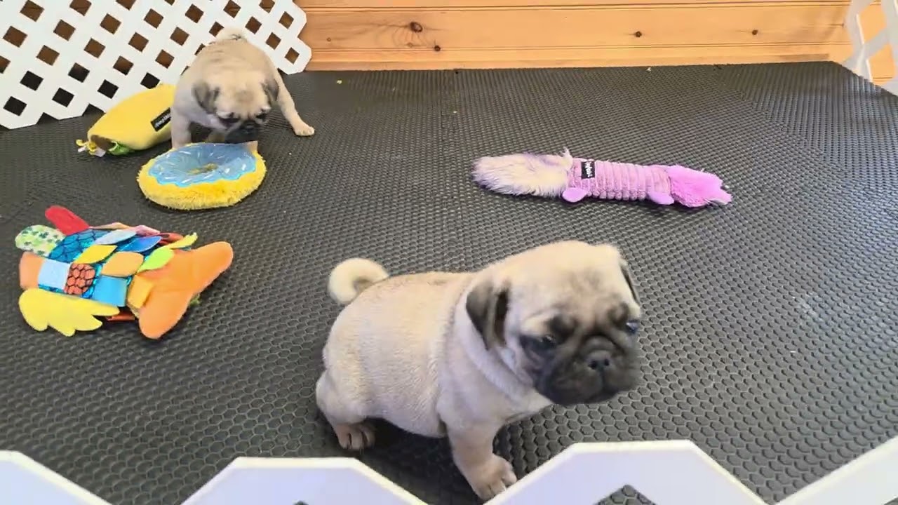 Hatchet's male and female. 6 wks old. 