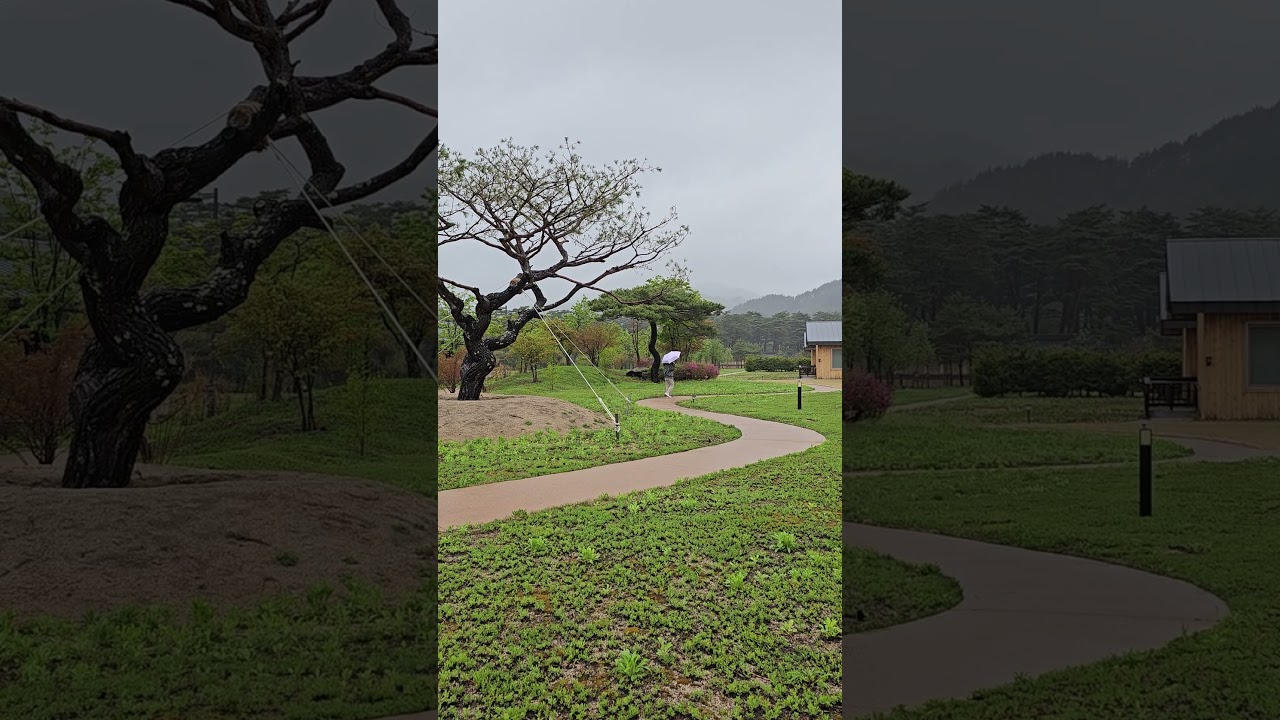 옴뷔 수피다에서 아침 공양하고 나오는 길, 파파라치하다 딱 걸림!ㅣ2025.5.10.(토) #오대산자연명상마을 #힐링스테이옴뷔 #자연명상