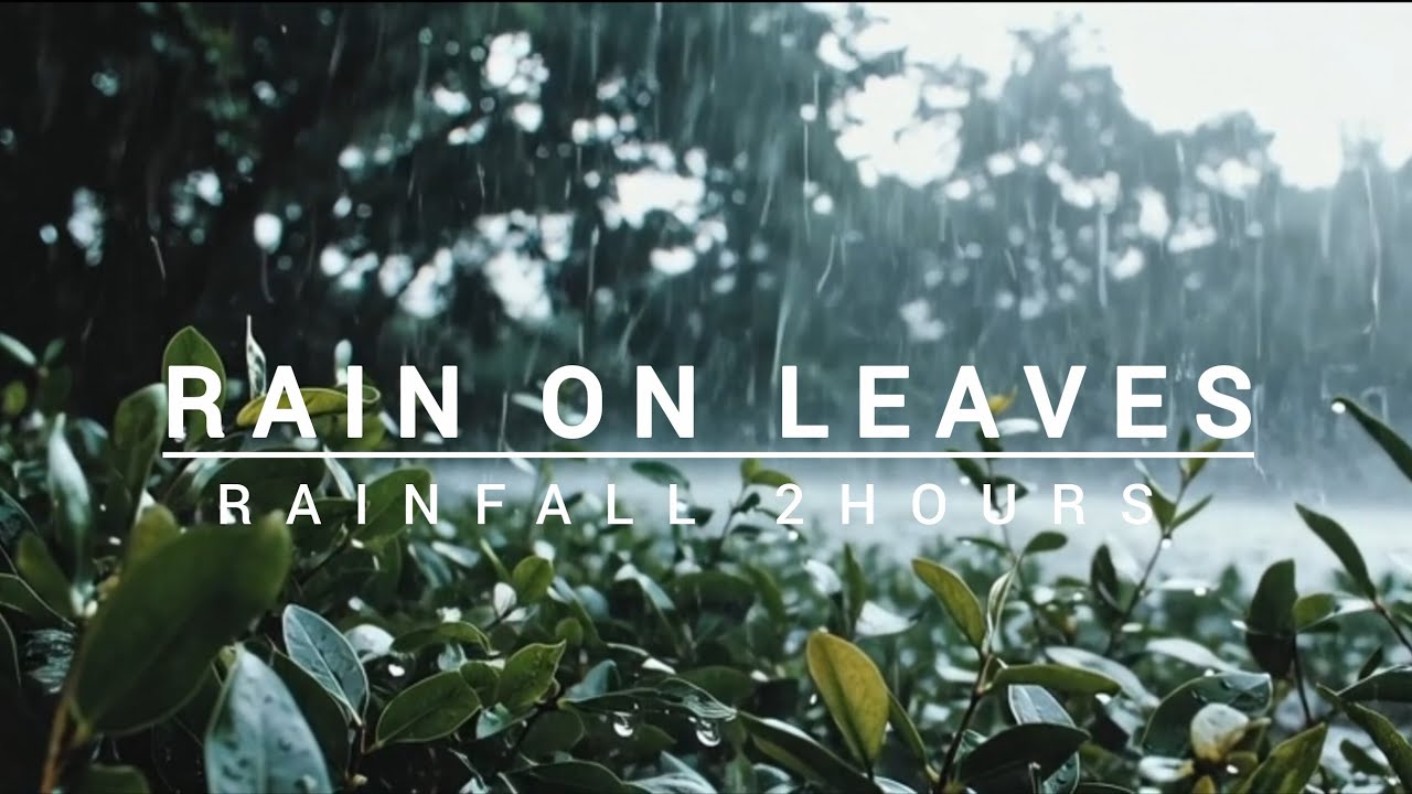 RAIN ON LEAVES 🌧️🍃| 2 HOURS | HELPS IN INSOMNIA AND STUDY PEACEFULLY 