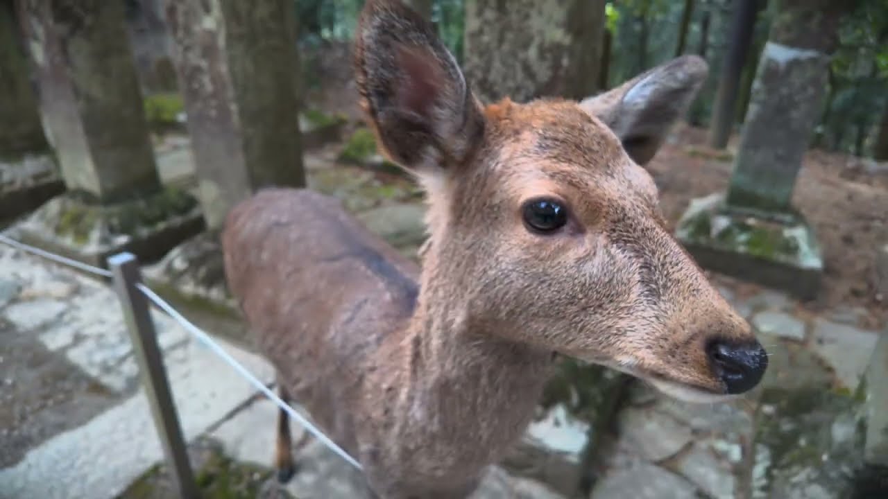 Nara et le sancturaire Kasuga-taisha