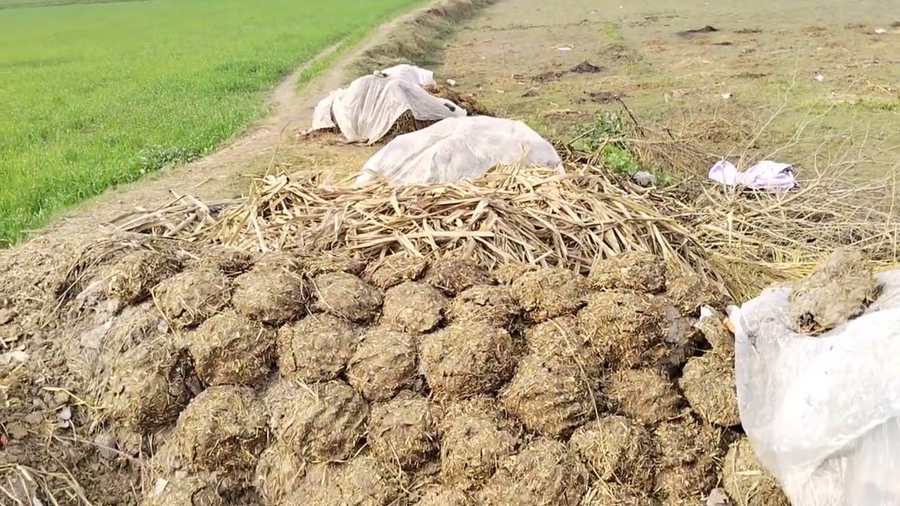 گاؤں کا ماحول اور گاؤں کی زندگی#villagelife #lalapindwala #village 