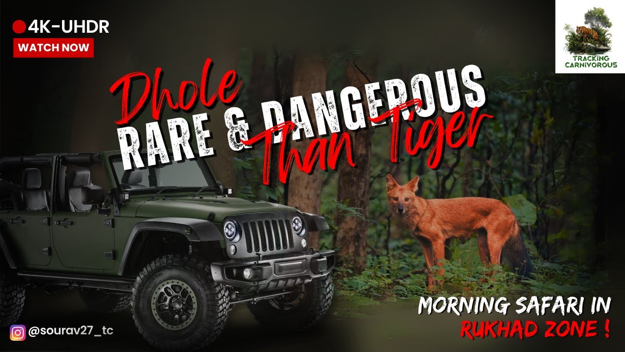 Rare & Dangerous than Tigers ! Rukhad ! Pench Tiger Reserve