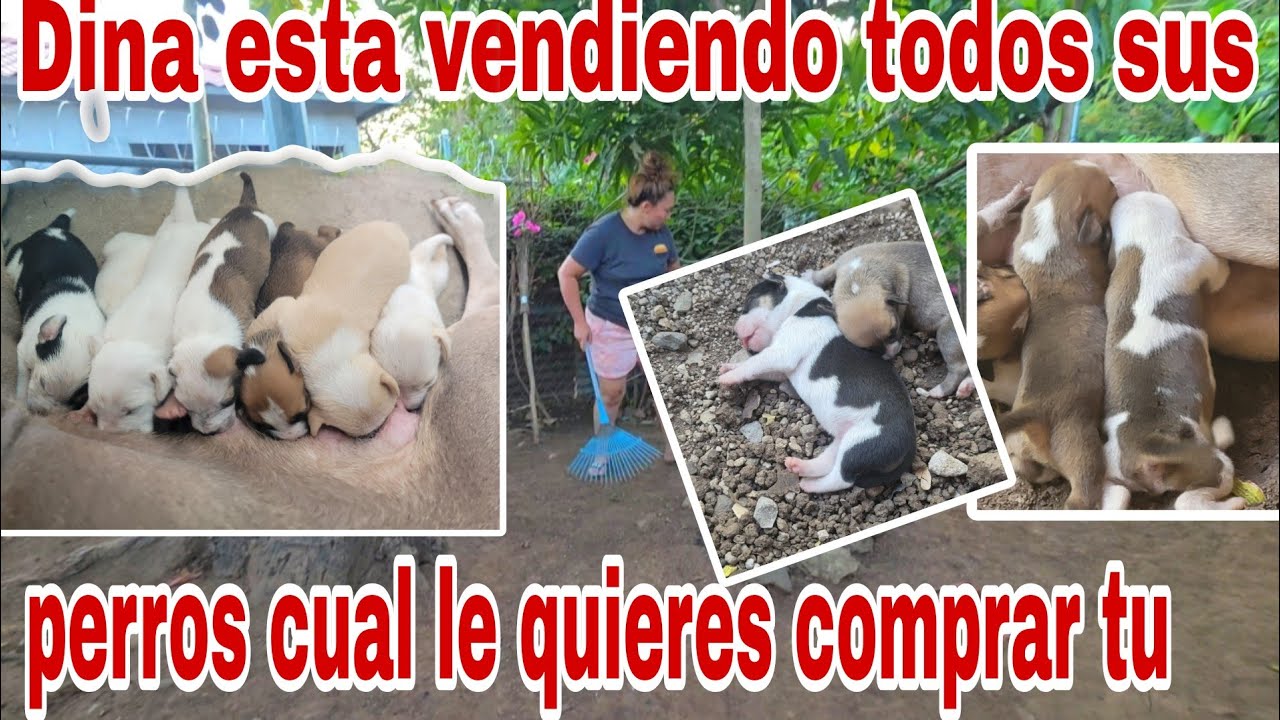 Esta vendiendo Dina todos sus perros😭cual quieres comprar tu😱😭