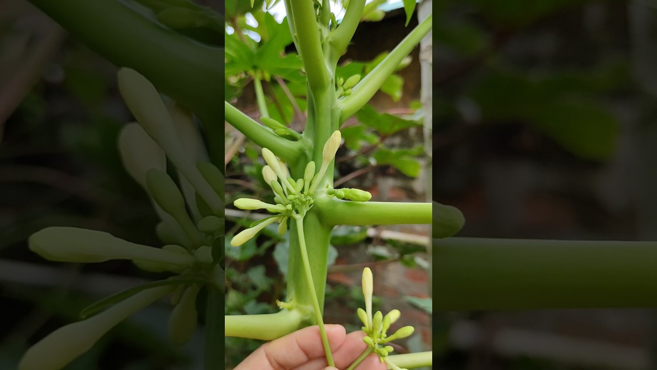 How to Identify Male/Female Papaya Plants by their flowers #gardening #fruit #sustainability #grow