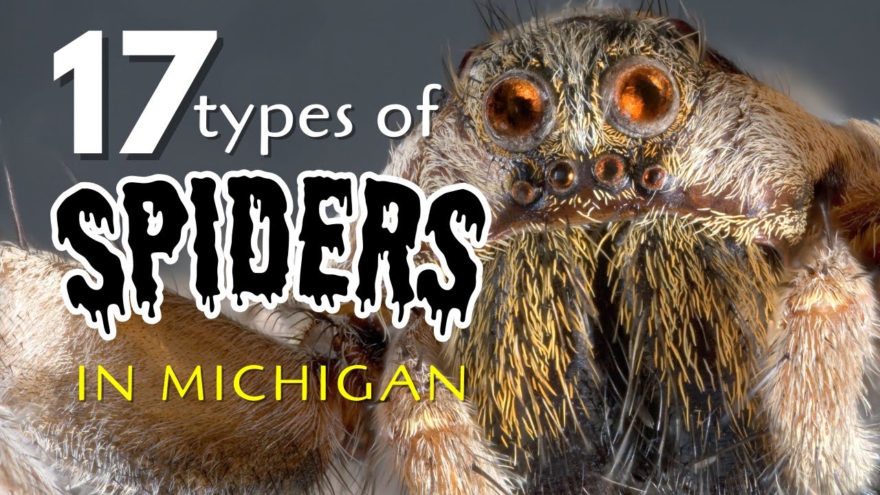 17 Types of Spiders in Michigan You Should Know