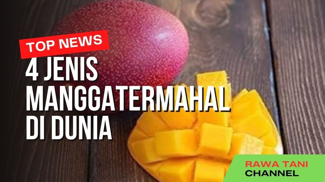 4 MANGGA TERMAHAL DI DUNIA !!! Satu Biji Harganya Hingga Rp700 Ribu Per Buah I Rawa Tani