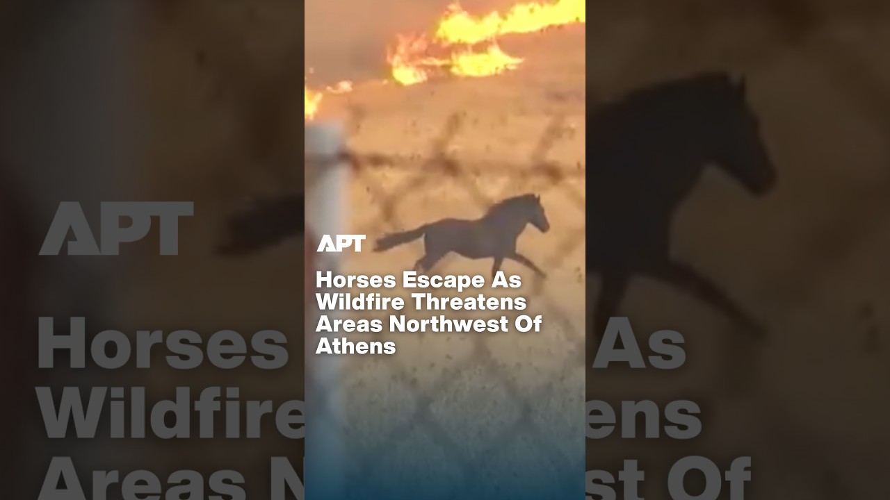 Dramatic Footage Shows Horses Escaping Fast-Moving Wildfire Near Athens | APT