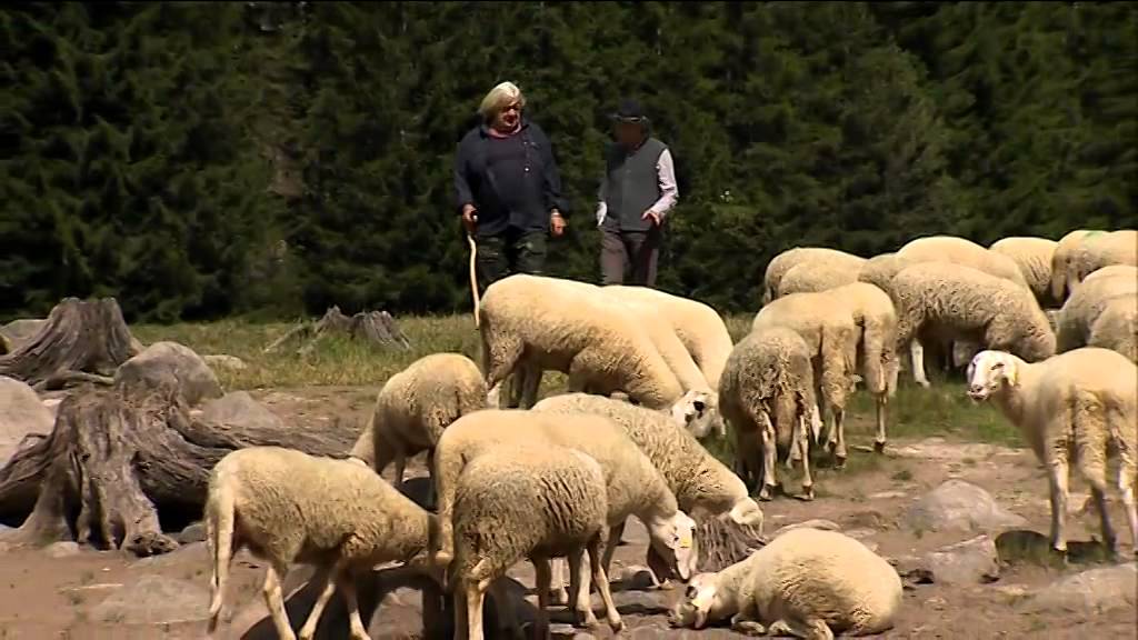 VAL DI FIEMME, PANEVEGGIO: le 37 transumanze di Ruggero.