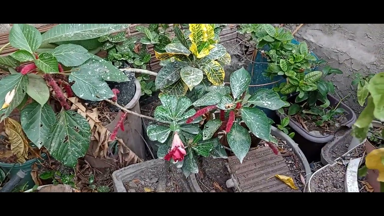 Chegou novas plantas para o meu cultivo lindas