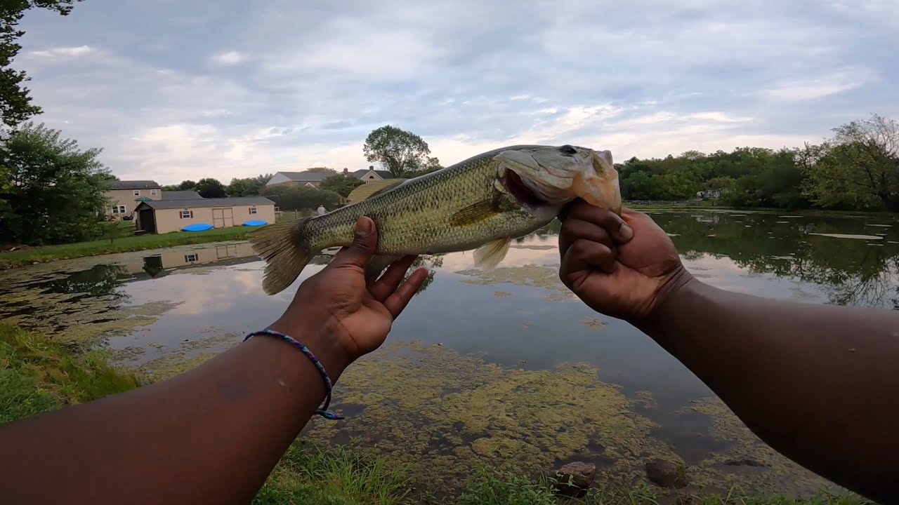 I AM SO FOND OF THIS POND! THE LARGIES WERE BITING! 