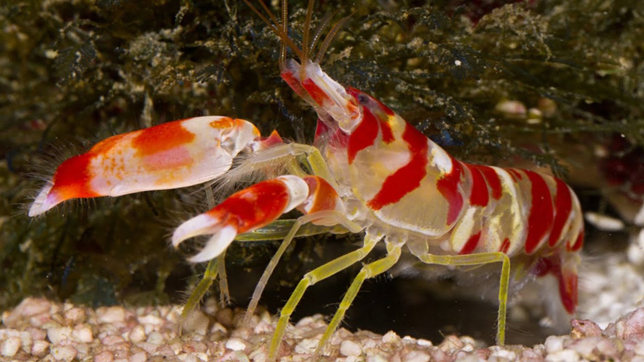 Candy Cane Shrimp - Animal of the Week