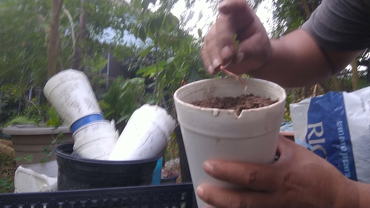 ya germinaron las semillas de ave del paraíso