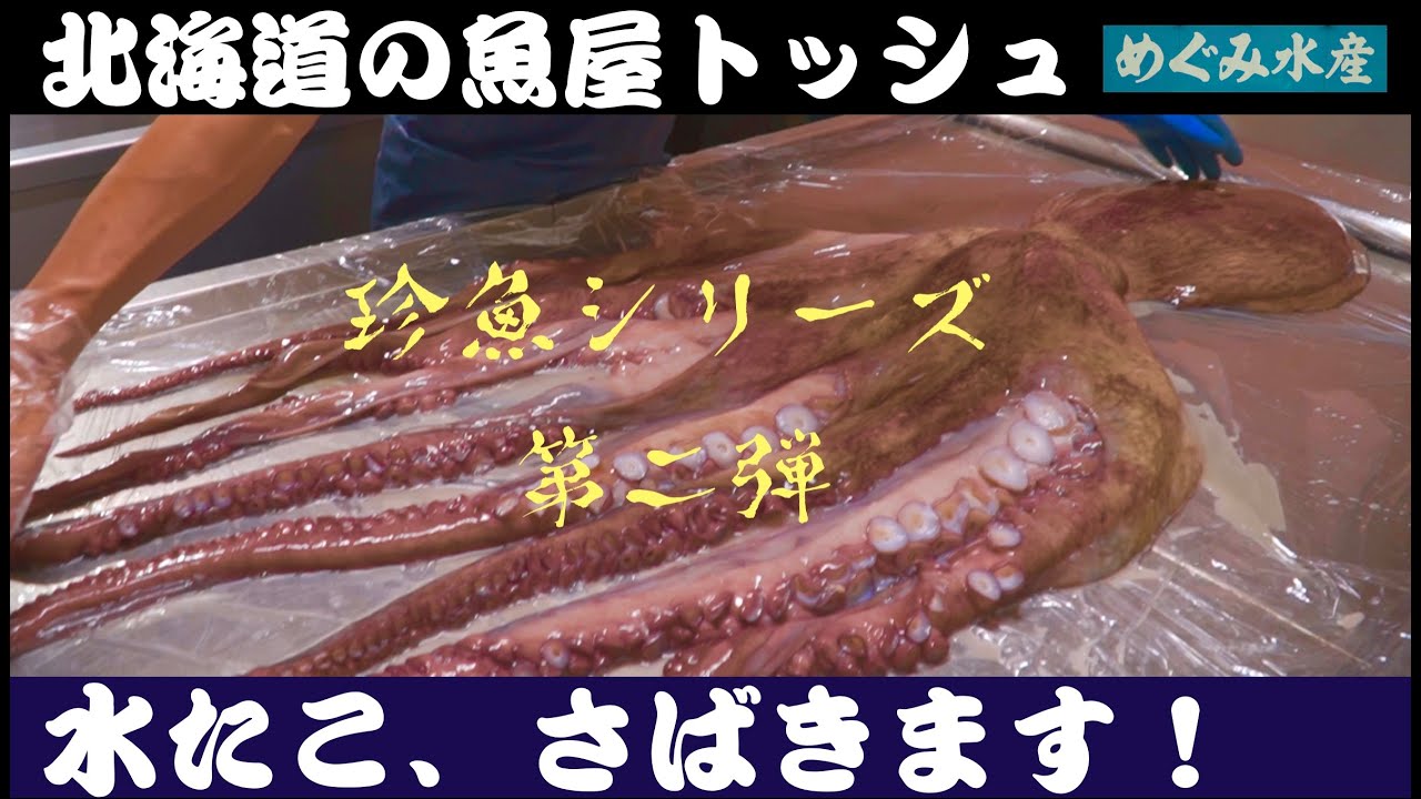 水ダコ（13キロデカ）さばき方【さばき方と茹で方・刺身と唐揚げ作ります】