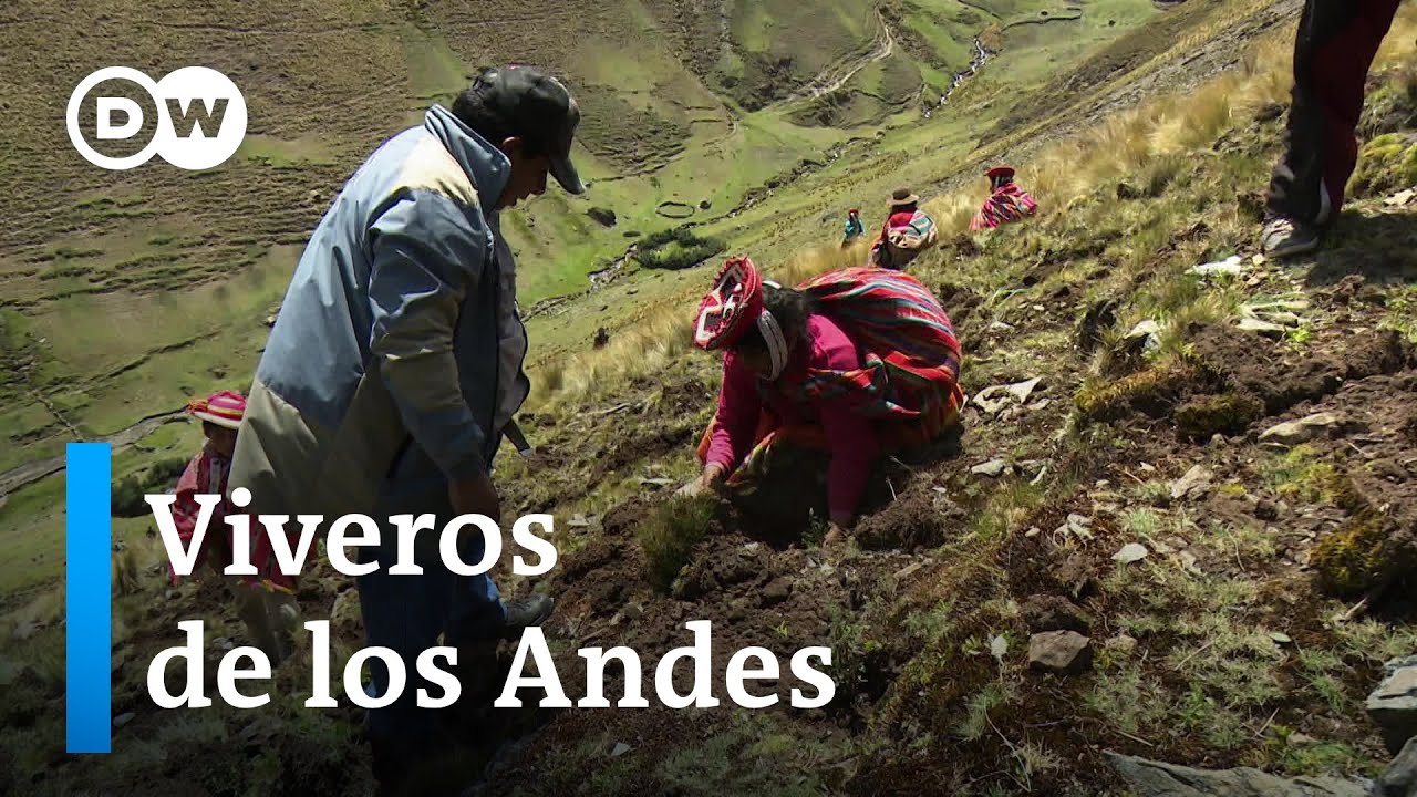 &Aacute;rboles para salvar los glaciares tropicales