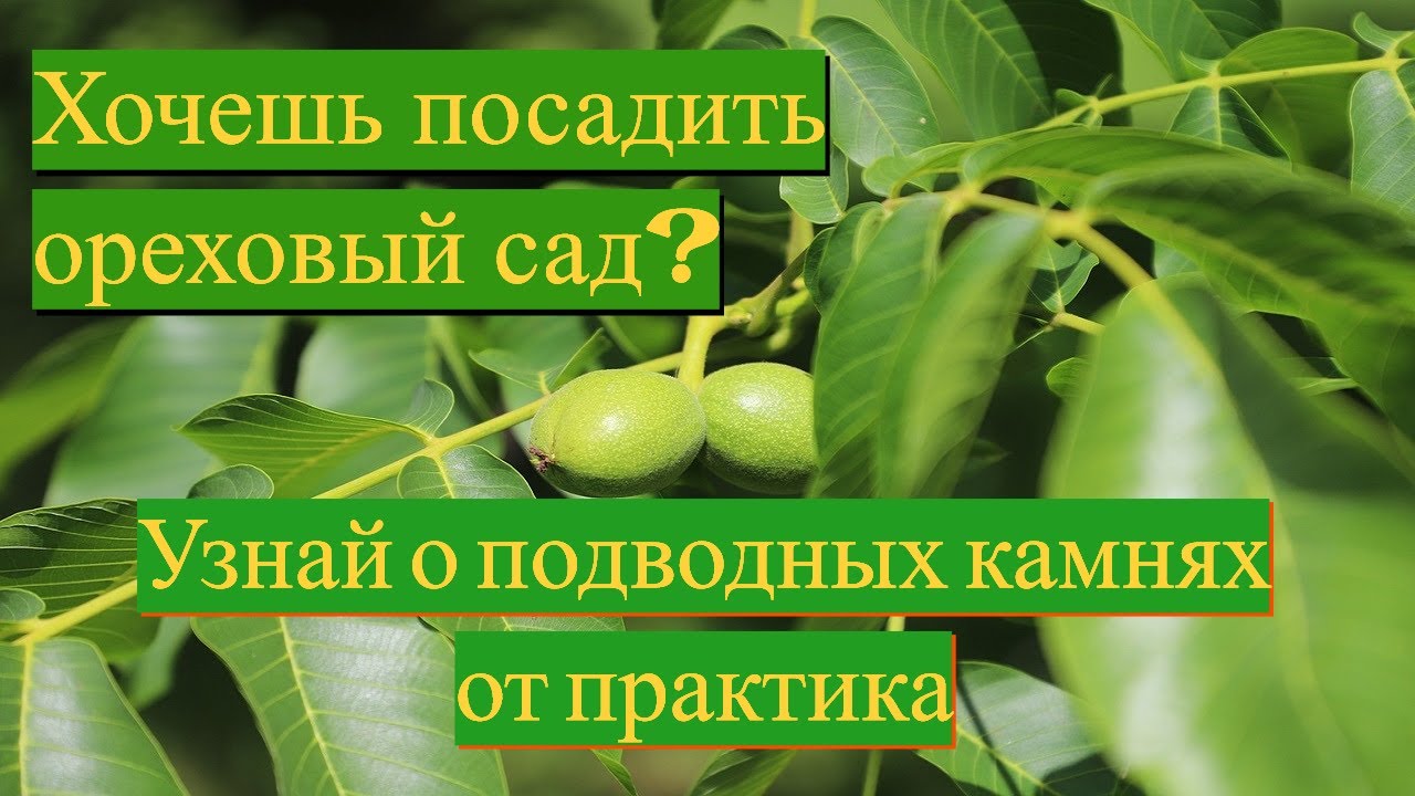 Грецкий Орех. Биоорганическая подкормка. Часть 1. №1