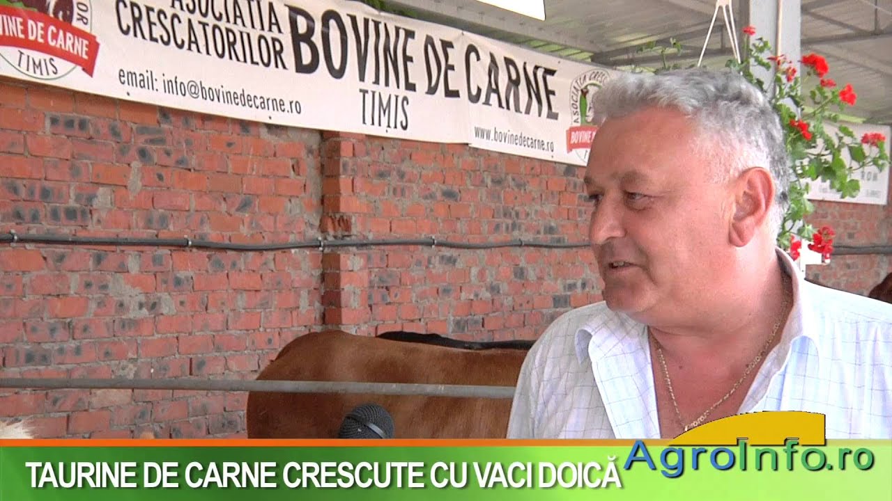 Taurine de carne