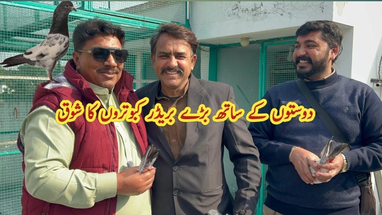 Breeder Kabootar kaisa hona chaye? Ustad Mian Mustajab Moshi