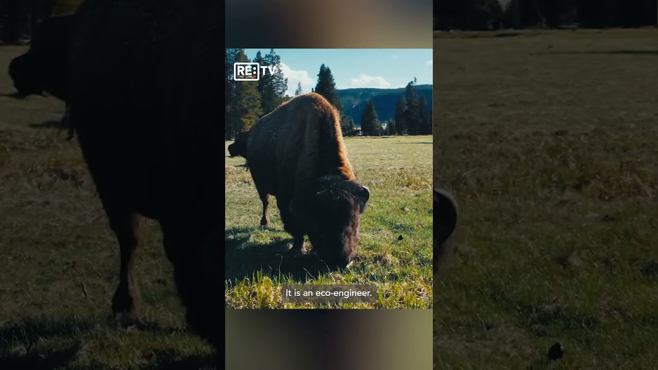 Why buffalo are so important for restoring land