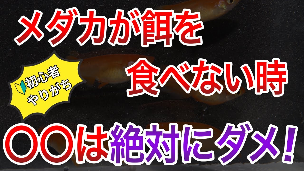 【めだか初心者によくある失敗】メダカが餌を食べない原因3つと対処法を紹介します！