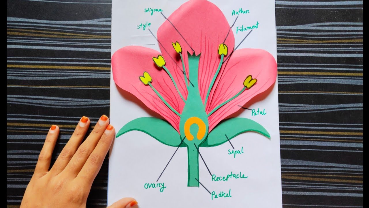 Parts of flower model for Science Project /Art and Science exhibition /parts of flower 3D model