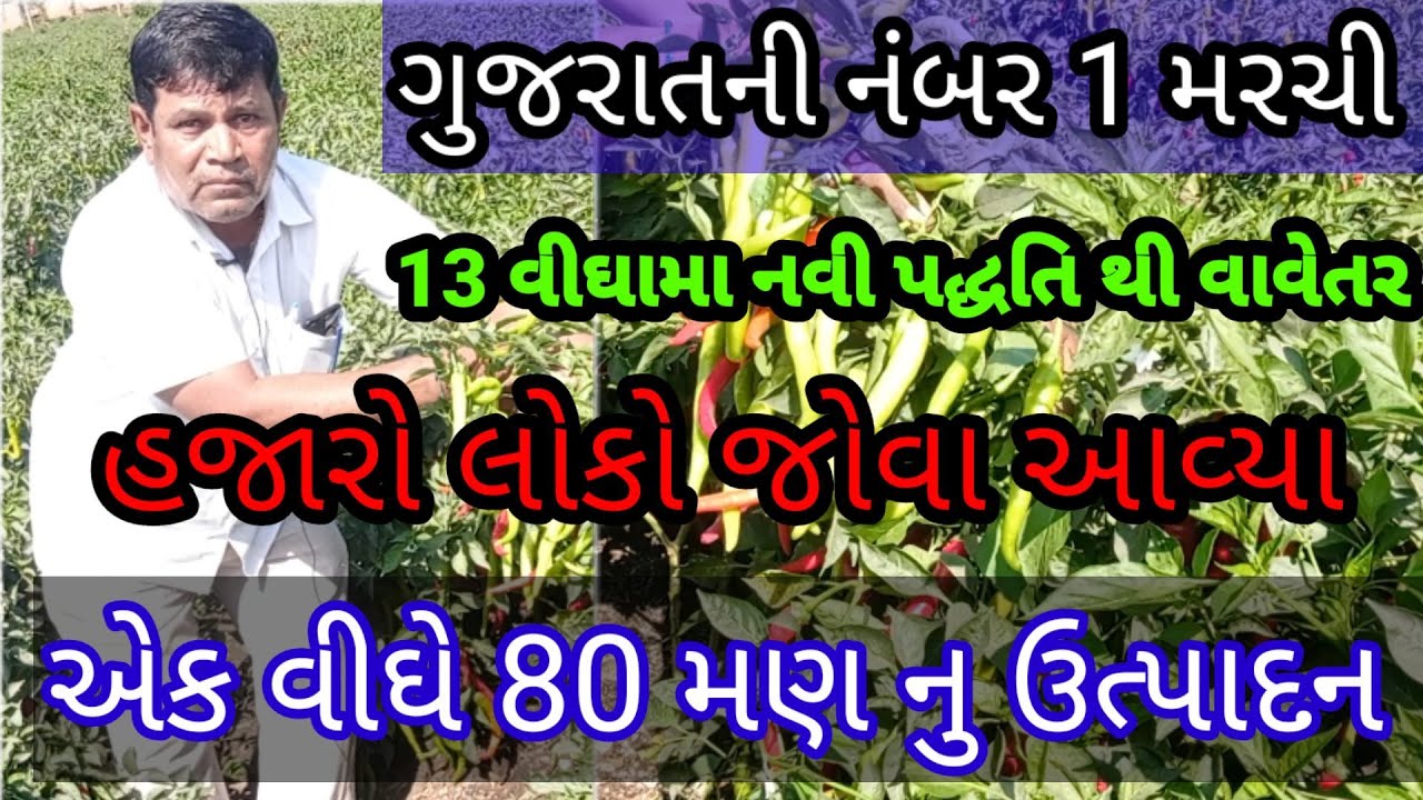 મરચીની ખેતી 80 મણ વીઘે/સાનિયા મરચી/marchi ni dava/મરચી નુ વાવેતર/मिर्च की खेती/chilli farming/marchi